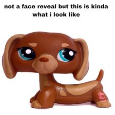 a brown dog with blue eyes sitting on top of a white floor next to a sign that says, not a face reveal but this is kinda what i look like