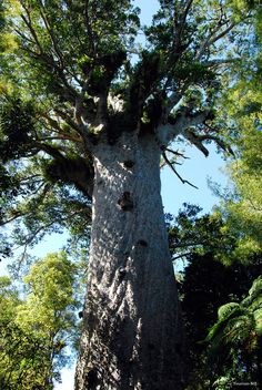 a very tall tree in the middle of some trees