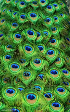 peacock feathers with blue and green colors spread out on top of each other in the foreground