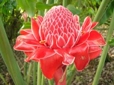 a large red flower with green stems in the background