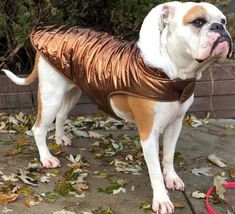 a brown and white dog standing on top of leaves