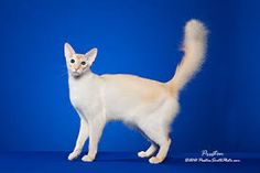 a white cat standing in front of a blue background with the caption's name on it