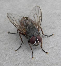 a close up of a fly on the ground