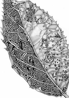 a black and white drawing of a leaf with lots of dots on it's surface