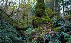 the mossy trees are growing on the side of the hill in the forest,