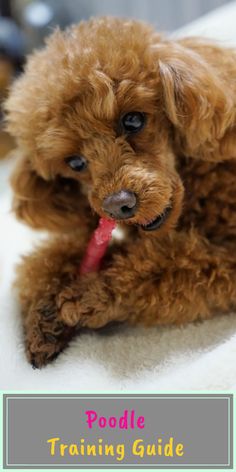 a brown poodle laying on top of a white blanket with the words poodle training guide written below it