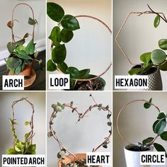 four pictures showing how to make a heart - shaped planter with branches and leaves