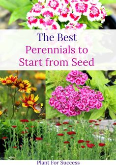 the best perennials to start from seed