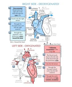 an image of the human heart with labels on it and instructions for different stages to use