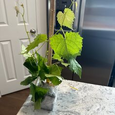 Orange Trumpet Climbing Vine 4' in Pot - Etsy