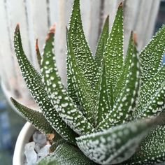 a potted plant with white dots on it