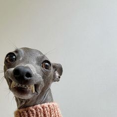 a gray dog wearing a pink sweater with his mouth open and tongue hanging out to the side