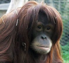 an orangutan with long red hair is looking at the camera