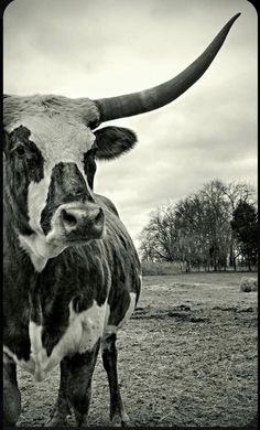 a black and white photo of a cow with large horns standing in a field, looking at the camera