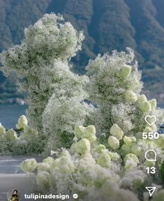 the tree is covered in white frost