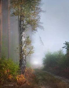 a foggy trail in the woods with trees on either side and one light at the end