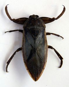 a close up of a bug on a white surface