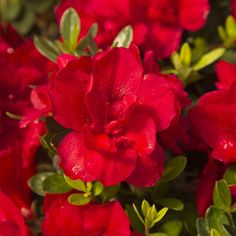 red flowers with water droplets on them