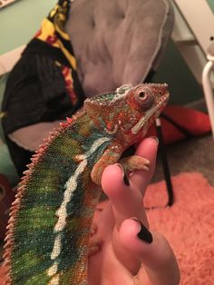 a person holding up a small lizard in their left hand and it's head turned to the side