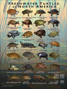 the turtles of north america are depicted in this poster, which shows them all different colors and sizes