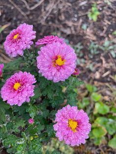 three pink flowers with yellow centers in the middle of some grass and dirt, next to plants