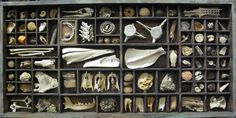 an assortment of sea shells in a wooden box on top of a table next to other seashells