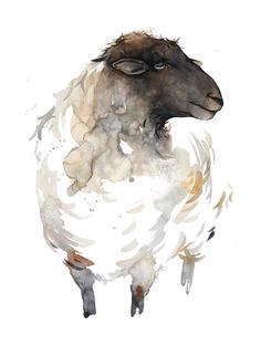 a watercolor painting of a sheep with long hair