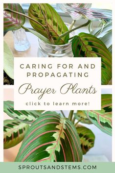 a plant with the words caring for and protragating prayer plants click to learn more