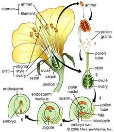 the parts of a flower are labeled in this diagram, including pollen and stamen