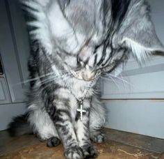 a gray and white cat sitting on top of a wooden floor next to a door