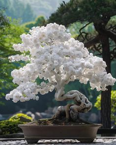 a bonsai tree with white flowers in a pot on a stone floor next to trees