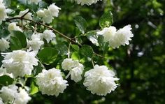 white flowers are blooming on a tree branch