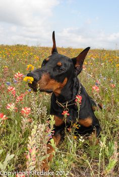 a black and brown dog sitting in the middle of a field with wildflowers