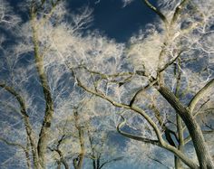 the trees are covered in white fluffy clouds