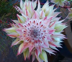 a large pink and white flower sitting on top of a table