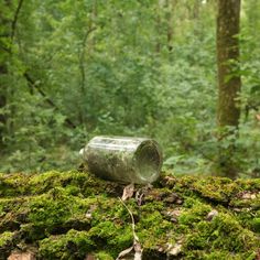 an empty glass bottle sitting on top of a moss covered tree stump in the woods