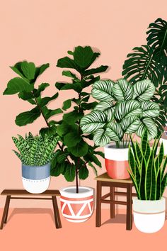 three potted plants sitting on top of a wooden table in front of a pink wall