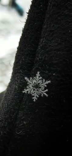 a snowflake is seen on the back of a black horse's coat