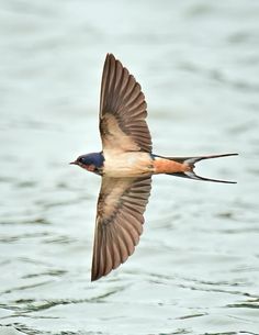 a bird flying over the water with it's wings spread