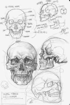 some drawings of skulls and their facial features