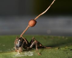 a close up of a spider on a leaf