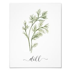 a green plant with the word dill in cursive ink on white paper