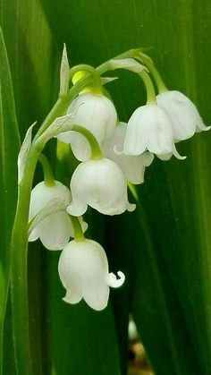 a bunch of white flowers sitting on top of a green leafy plant with the words, mimm