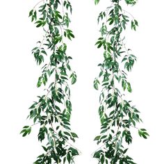 two hanging plants with green leaves on them