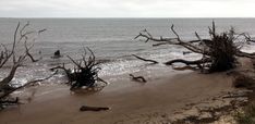 the beach has fallen trees on it