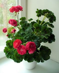 a white vase filled with red flowers on top of a window sill next to a green leafy plant