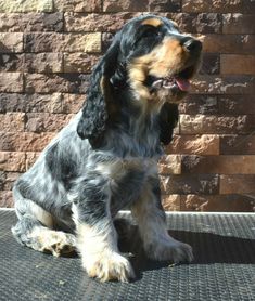 a black and brown dog sitting next to a brick wall