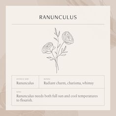 ranuncus is the main flower in this page, and it's also used to describe its meaning