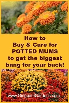 flowers with the words how to buy and care for potted mums to get the biggest