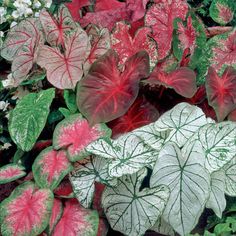 some red and white leaves are growing in the ground next to other green leafy plants